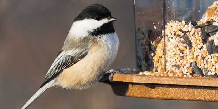 Dry Bird seeds