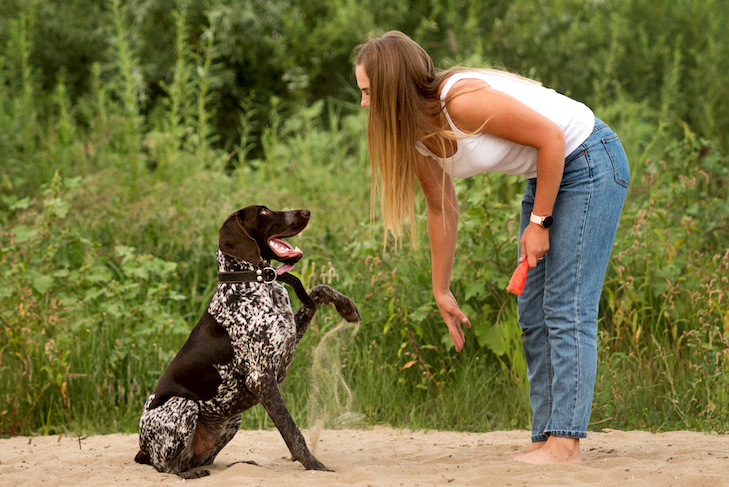 Balance in Dog Training